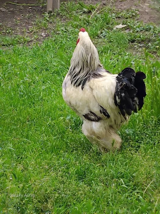 Brama  tovuq tuxumlari