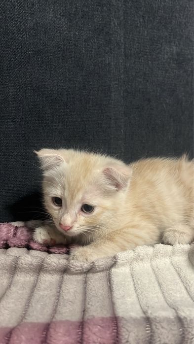 Котенок девочка