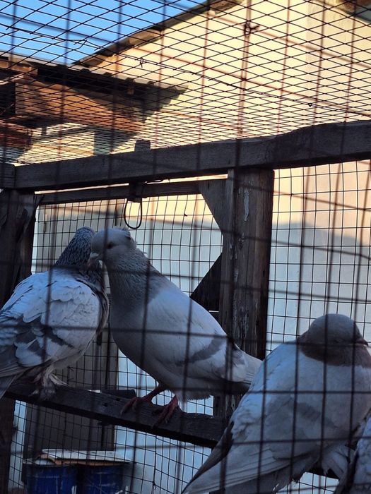Продам молодых голубей