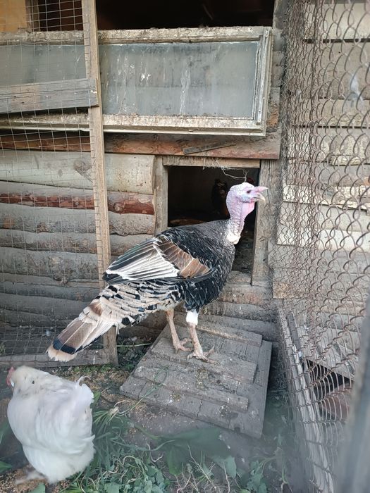 Продам Индюк и индюшки
