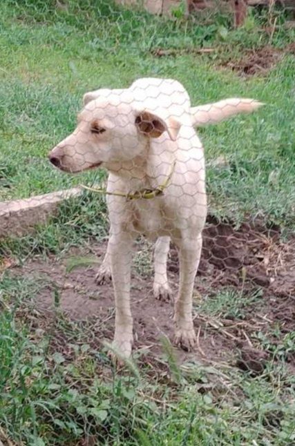 Подарява се кученце Аксел