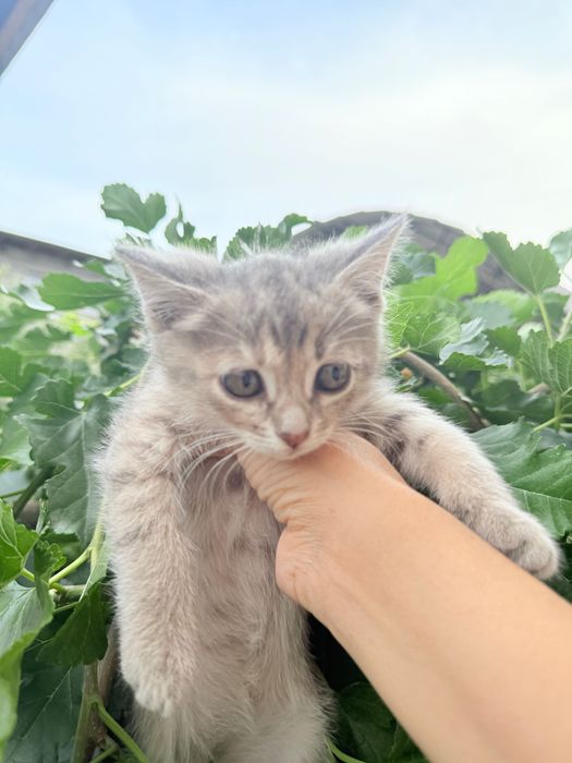 Котят отдам Для Добрых Рук