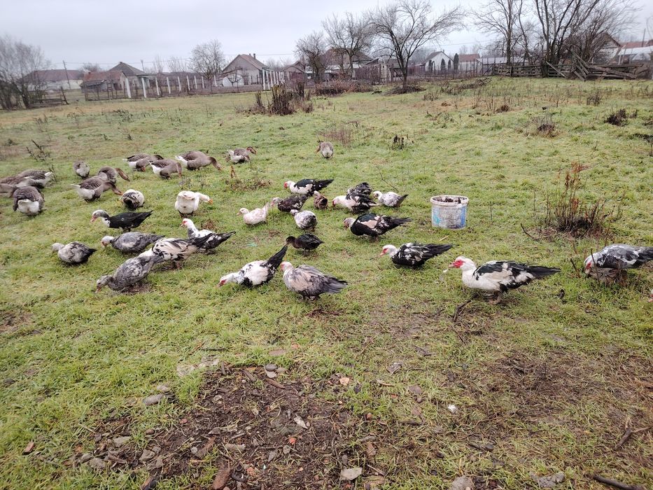 Rate lesesti crescute in regim liber