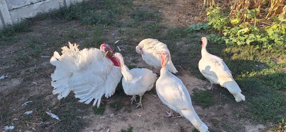 Vând curci albe de la cârcea de anul acesta cu greutatea de 10-12kg