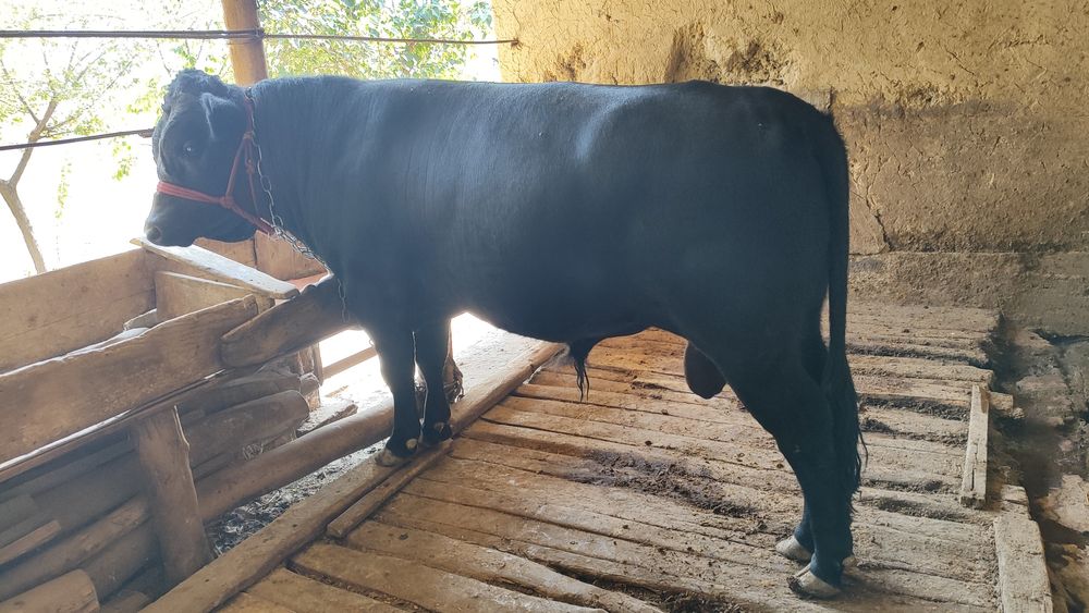 Ангус Абердин Бык