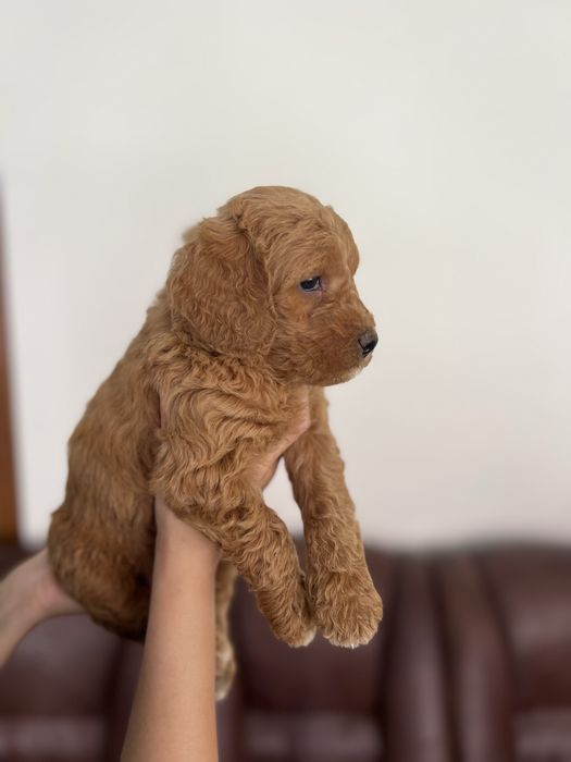 Goldendoodle F1B – pui disponibil pentru rezervare