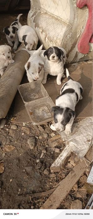 Отдам щенят в хорошие руки