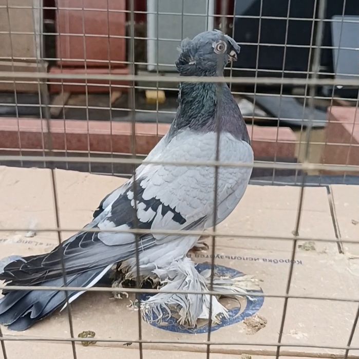 Голуби сизый самец