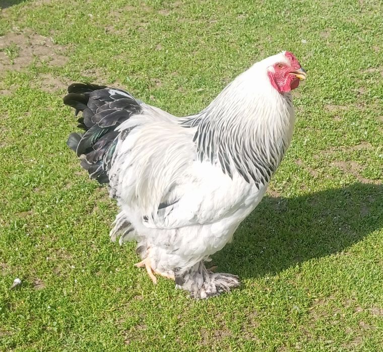 Продаются петухи светлый Брама  домашние.