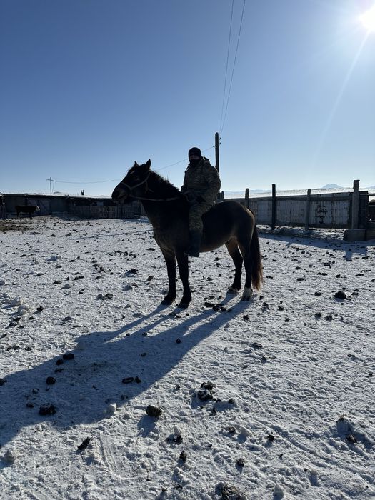 Продам жеребца тяжеловоз