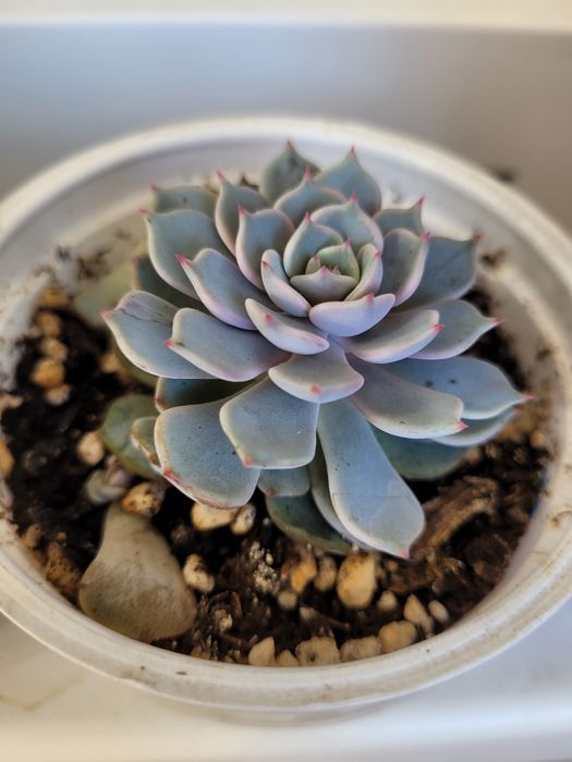 С у к к у л е н т ы.