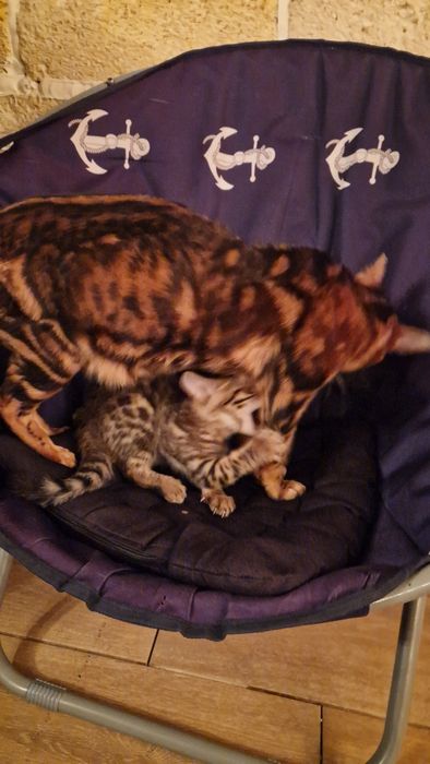 Бенгальские котята