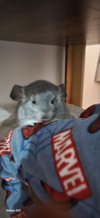 Donez fetita sinsila in vârstă de 8 luni