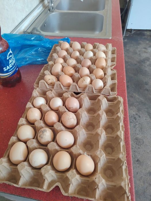 Продам яйца домашних кур инкубационные