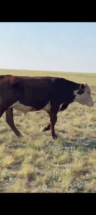 Срочно Продам быка