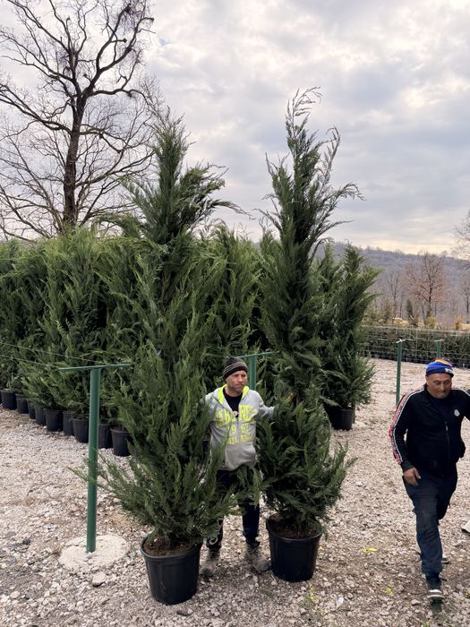 Leylandii cupressus/chiparos/cupressocyparis pentru gard viu