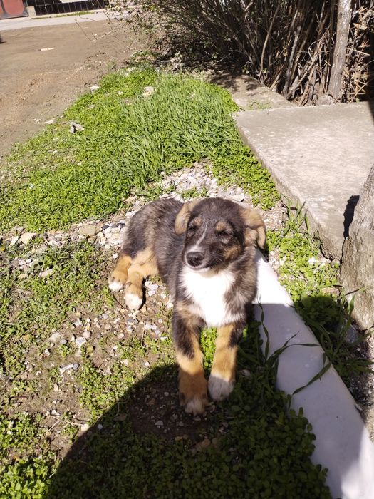 Kuchuk bolasi tekinga beriladi