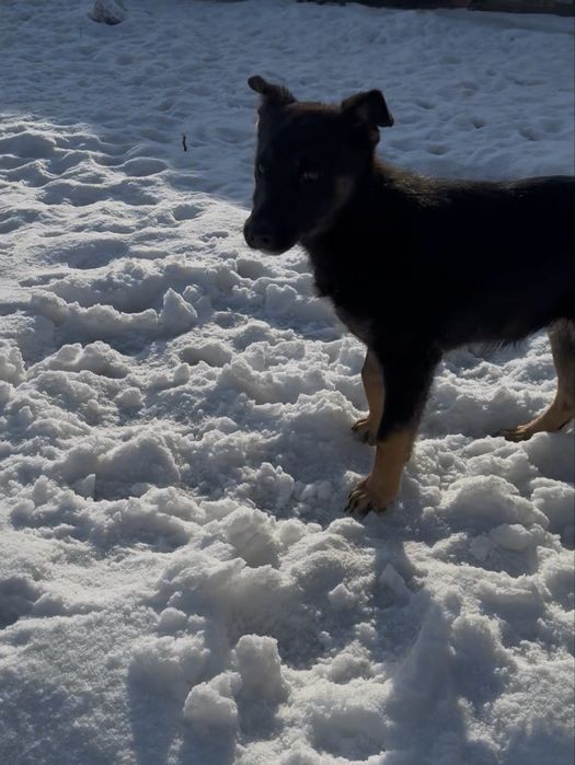 Отдам щенка в добрые руки