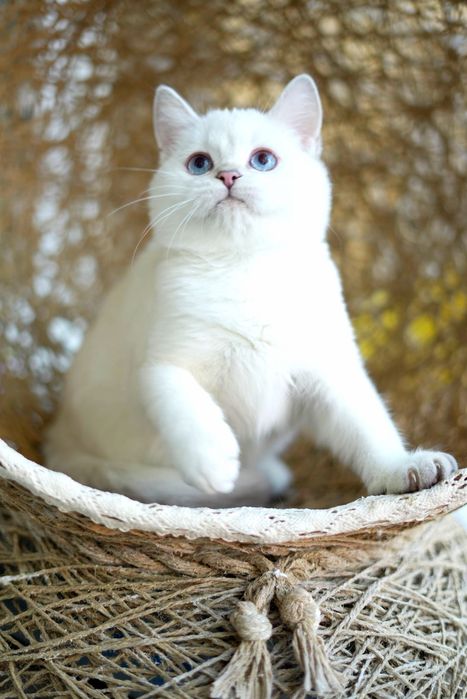 Котята шиншилла голубоглазая