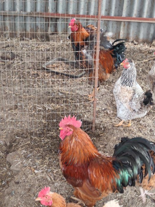 Петух 1 молодой красивый