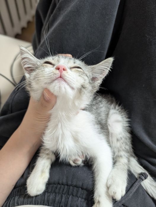 Ласковый умный котик