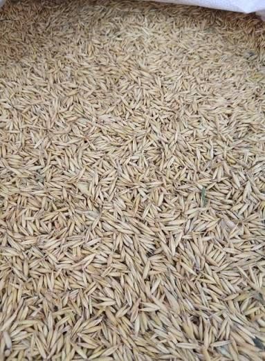 Ovaz de vanzare, Zab elado