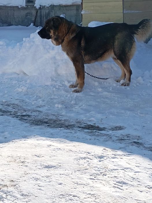 Тобет старотипная девочка