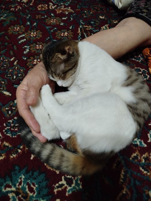 Буся- скотиш, девочка
