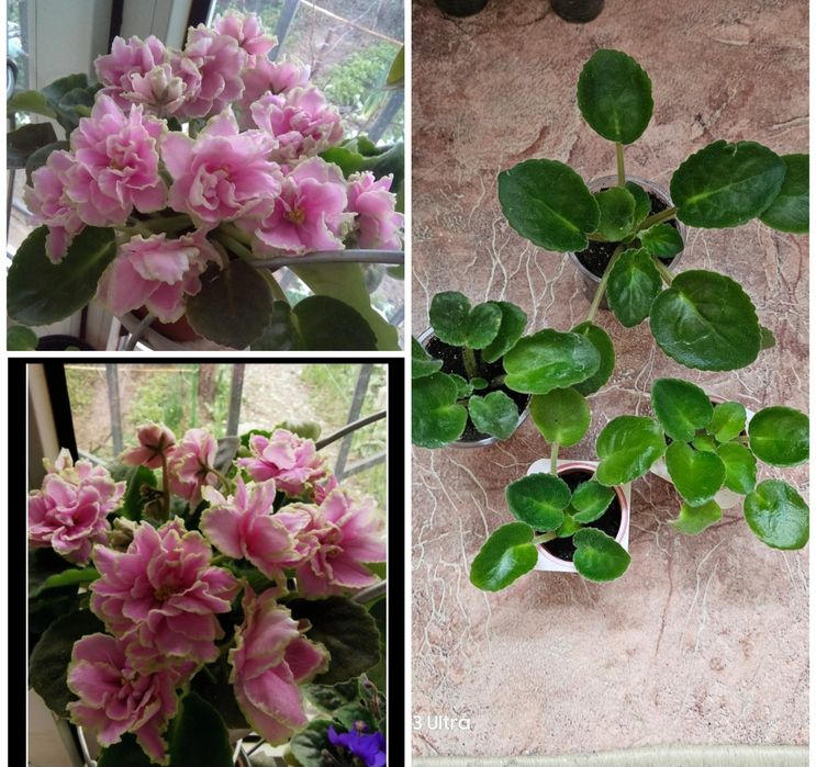 Комнатные цветы, неприхотливые