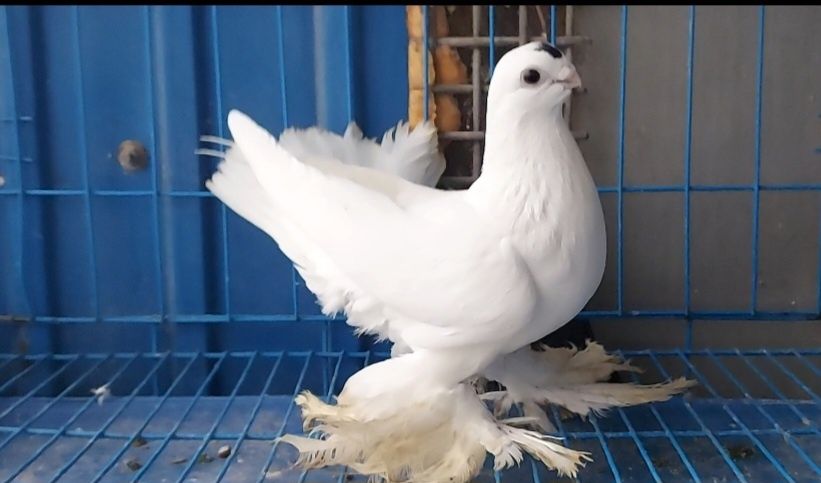 Голуби    Голуби