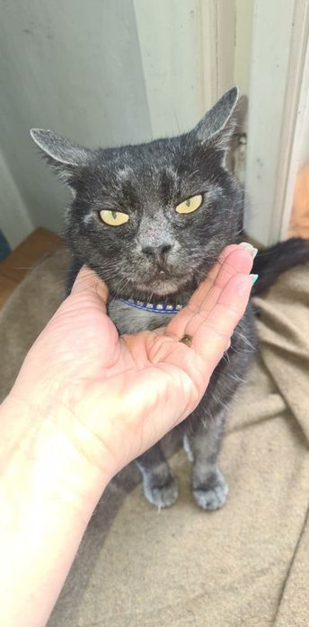 Silvia pisica transilvăneanca spre adoptie