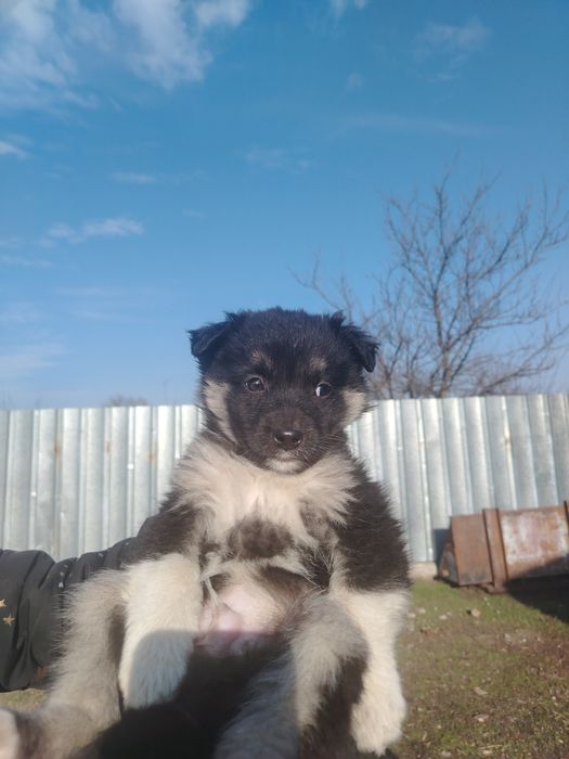 Catelusi spre adopție