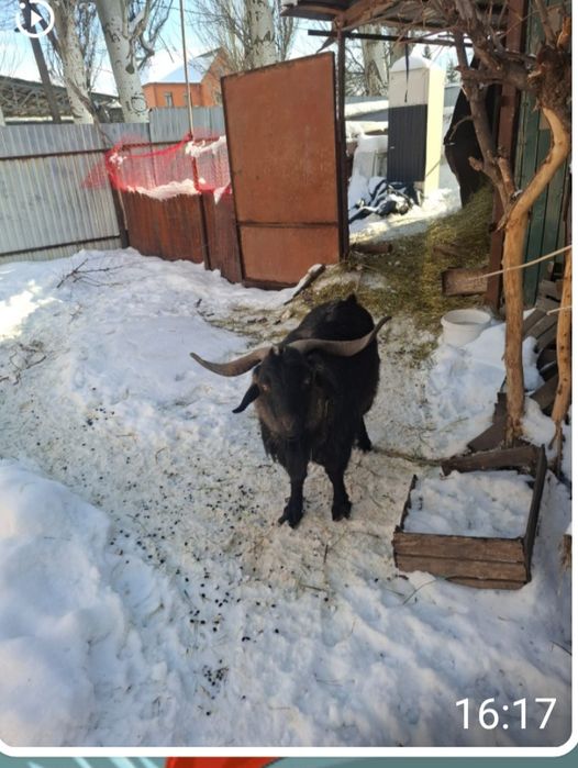 Продам козла срочно