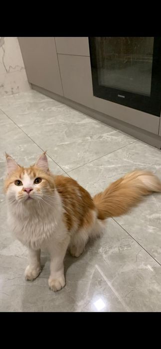 Девочка мейнкун с родословной