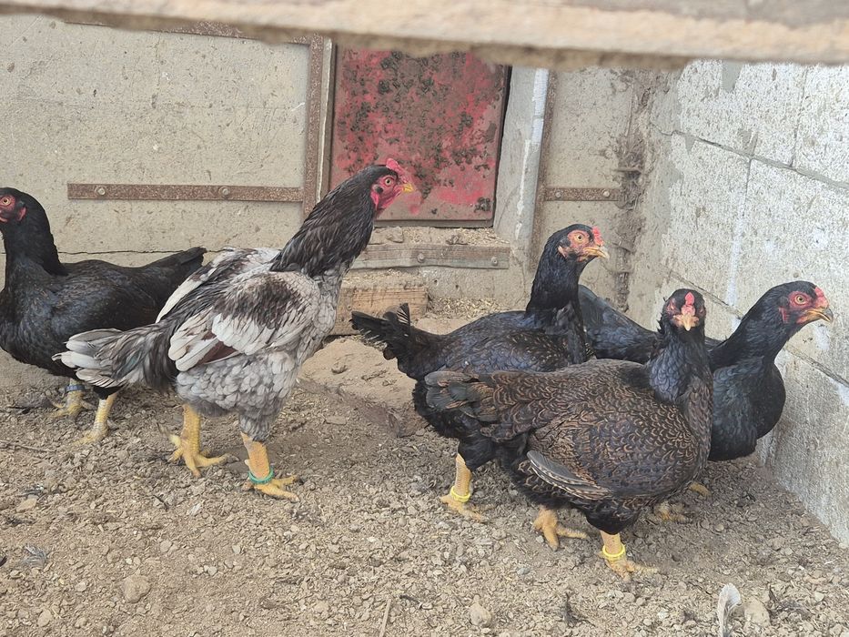 Vând oua combatant indian talie mare