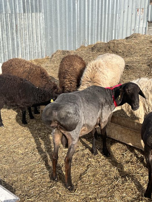 Продам Кошкар на племя  Гиссар