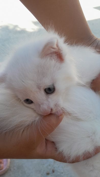 Отдам даром котят