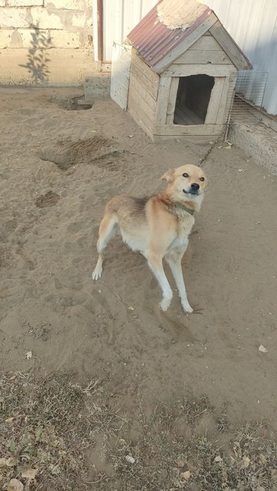 Отдам даром собаку