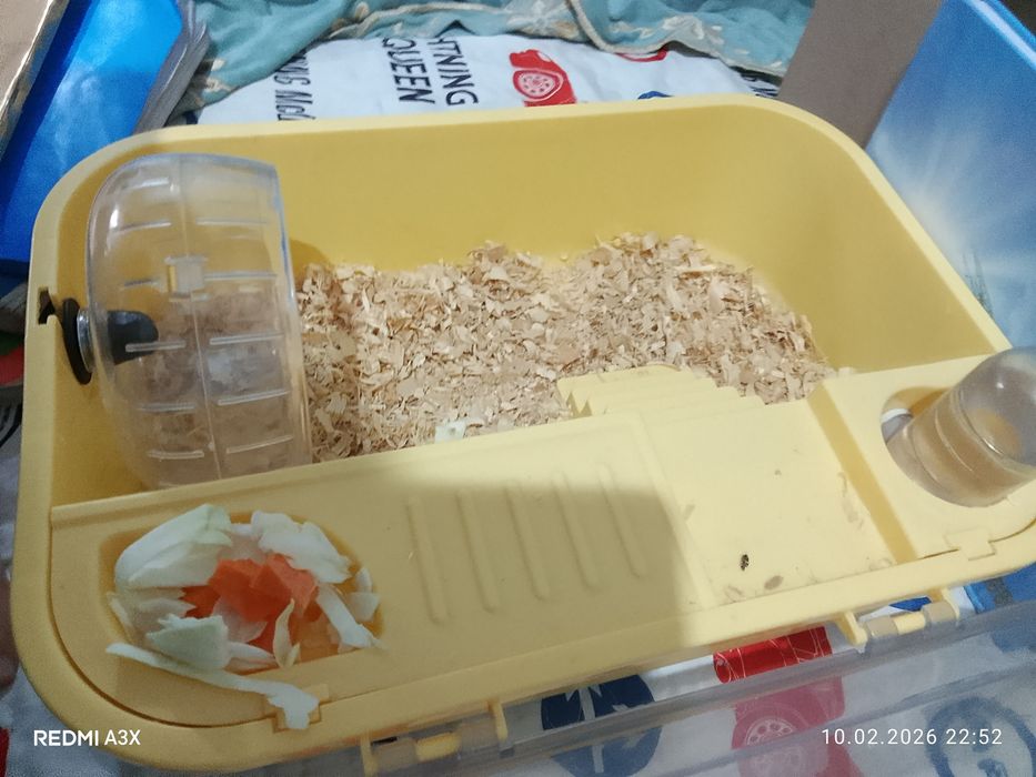 Хомяк Самка хороший