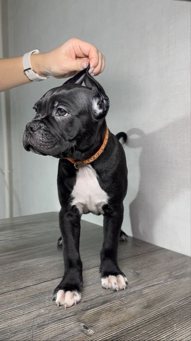 Бронь на щенков кане корсо