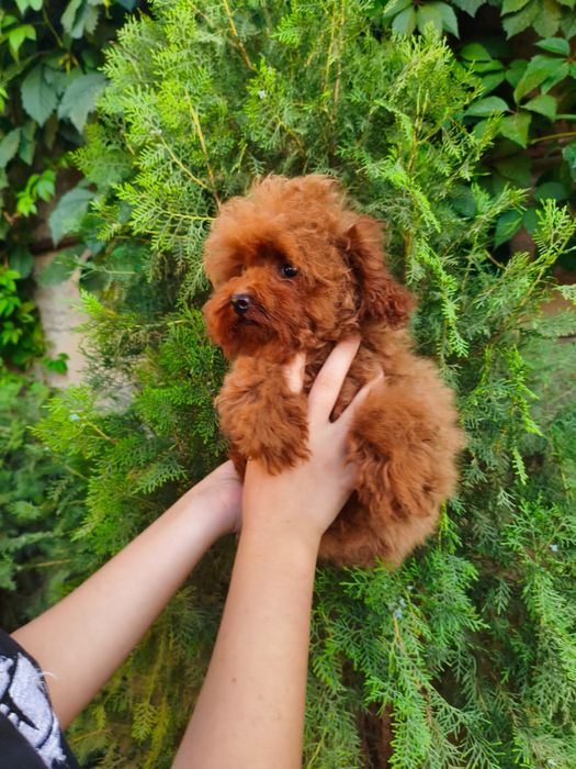 Той -пудель,миниатюрная девочка