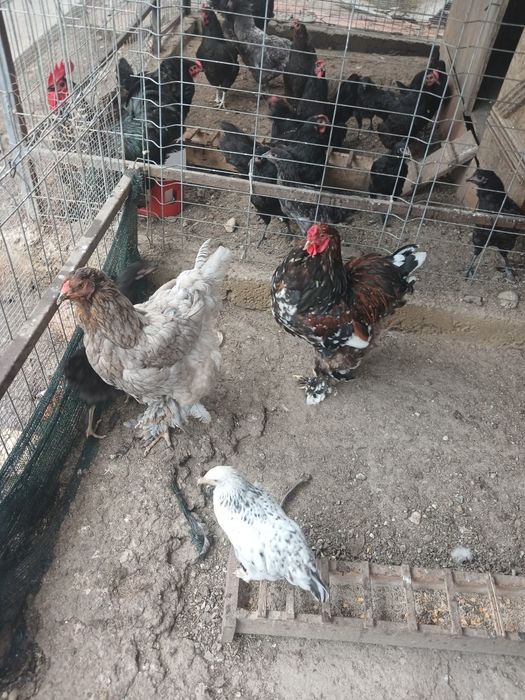 Cocos si găină brahma