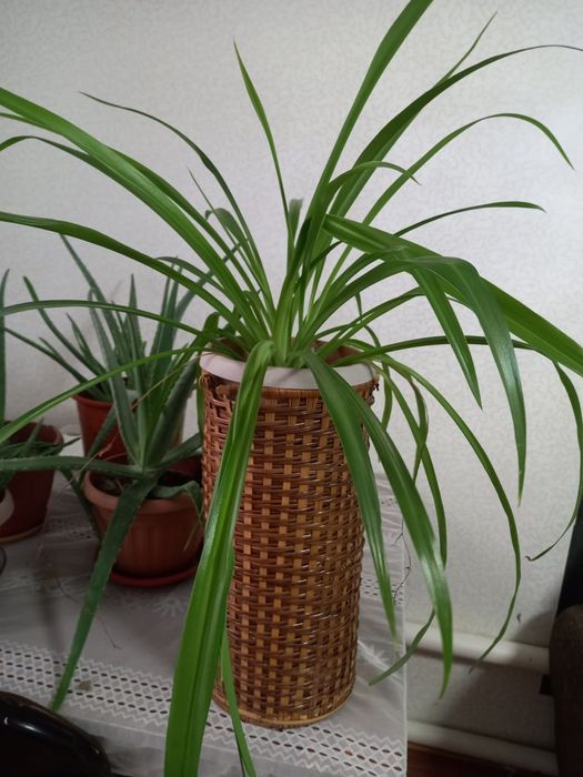 Продам цветы комнатные