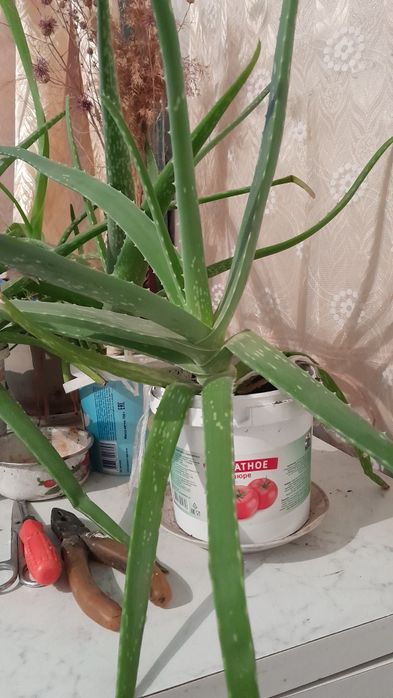 Продам Алоэ трёхлетний