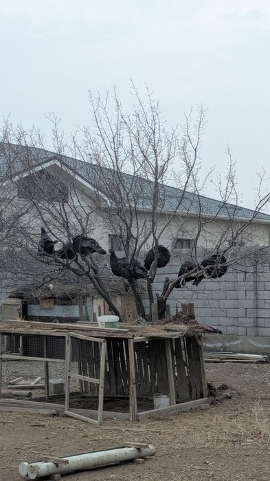 Қолдың түйетауығы