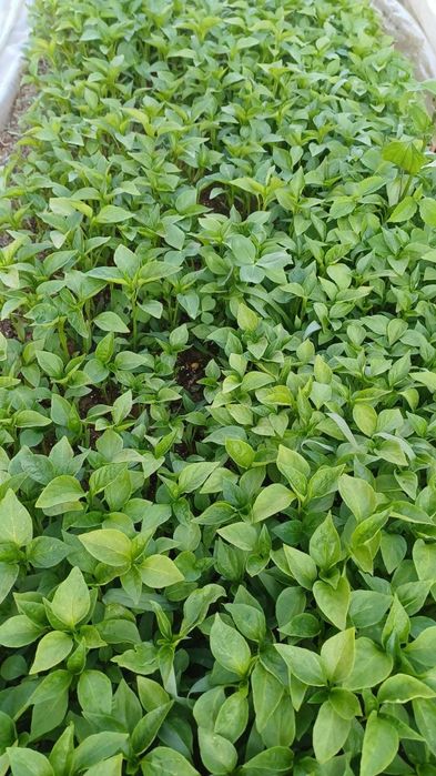 Разсад-Домати, краставици, тиквички, пипер и люти чушки.