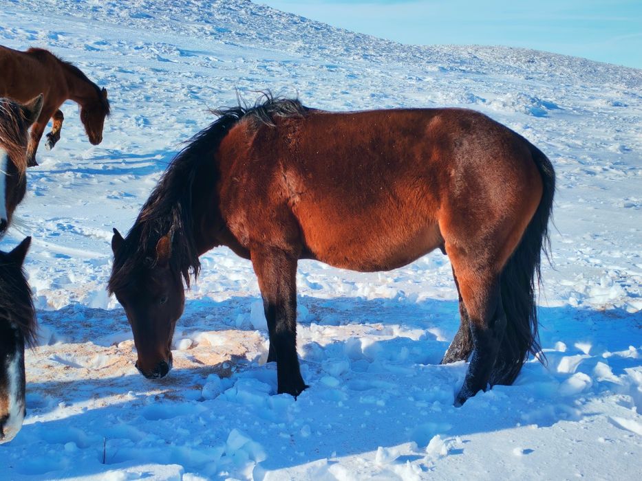 Айғыр сатылады!8 жасар