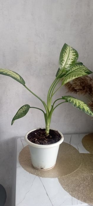 Продаю диффенбахию