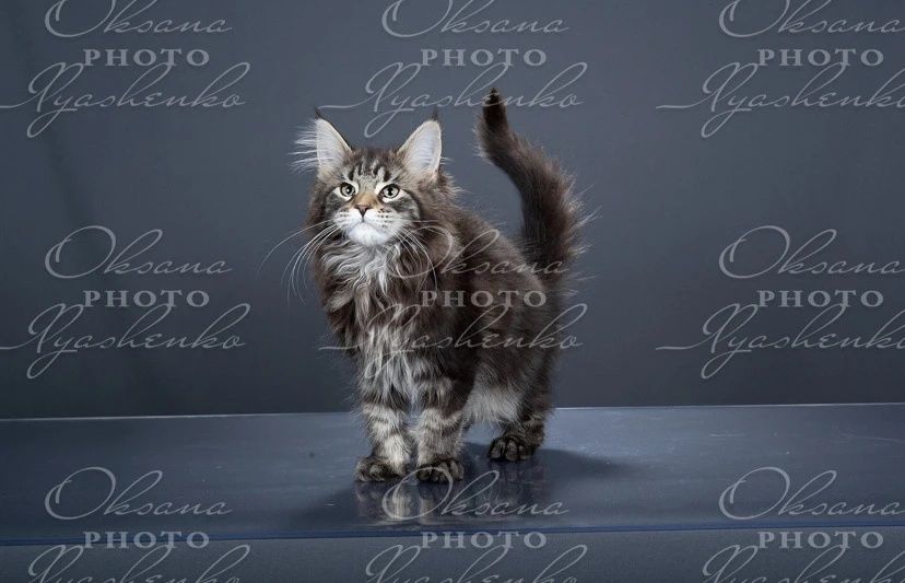 Мэйн кун котята 3 мес продам