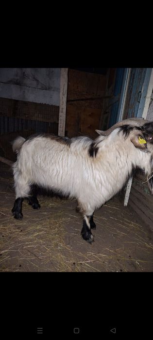 Продается козёл  производитель